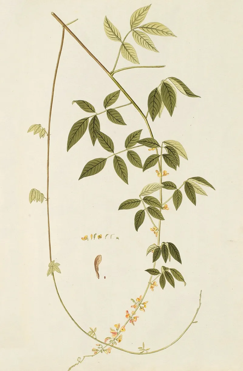 Selectarum Stirpium Americanarum Historia Pl 187 Wall Art by Nikolaus Joseph Freiherr von Jacquin - High-Resolution Digital Print