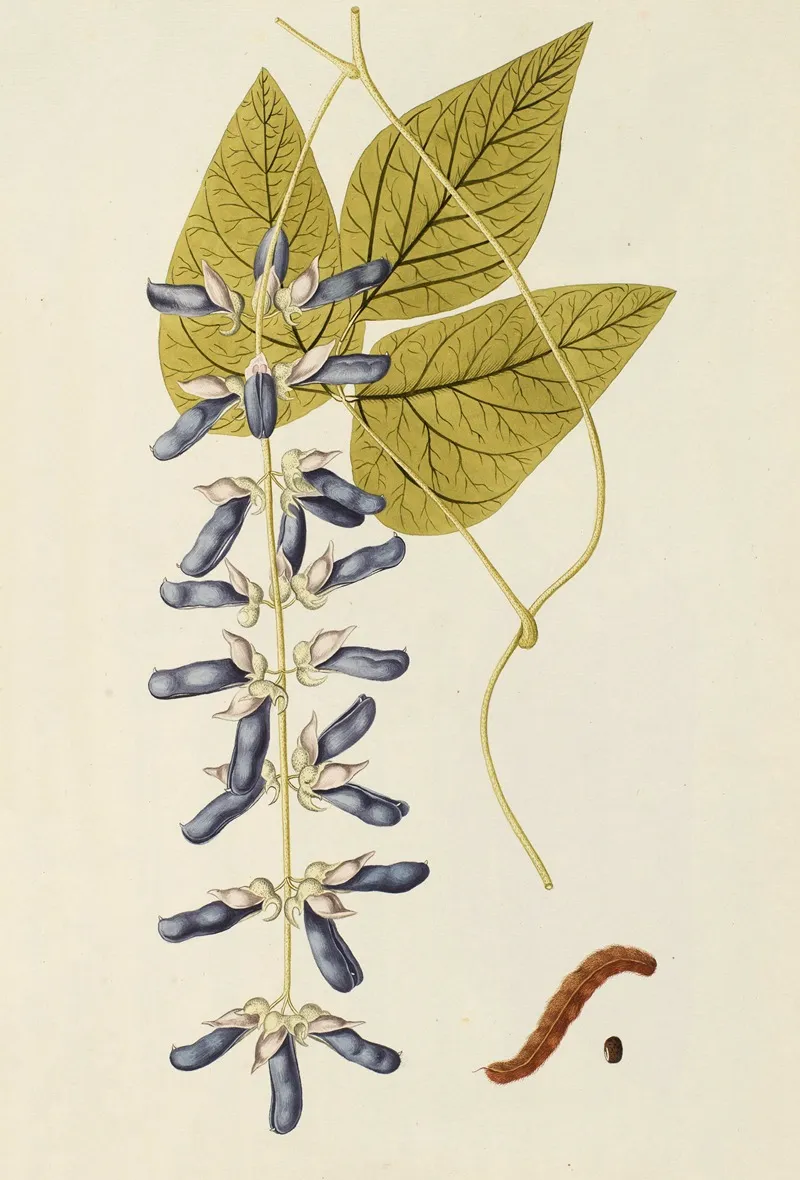 Selectarum Stirpium Americanarum Historia Pl 188 Wall Art by Nikolaus Joseph Freiherr von Jacquin - High-Resolution Digital Print
