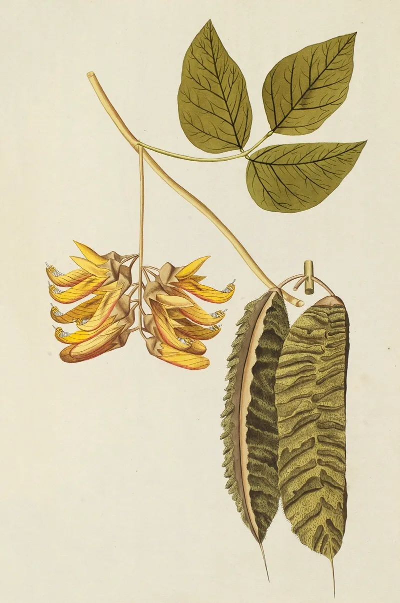 Selectarum Stirpium Americanarum Historia Pl 189 Wall Art by Nikolaus Joseph Freiherr von Jacquin - High-Resolution Digital Print