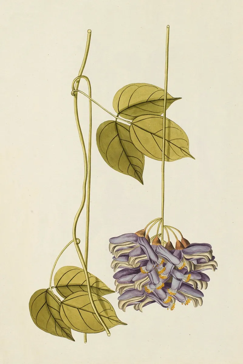 Selectarum Stirpium Americanarum Historia Pl 190 Wall Art by Nikolaus Joseph Freiherr von Jacquin - High-Resolution Digital Print