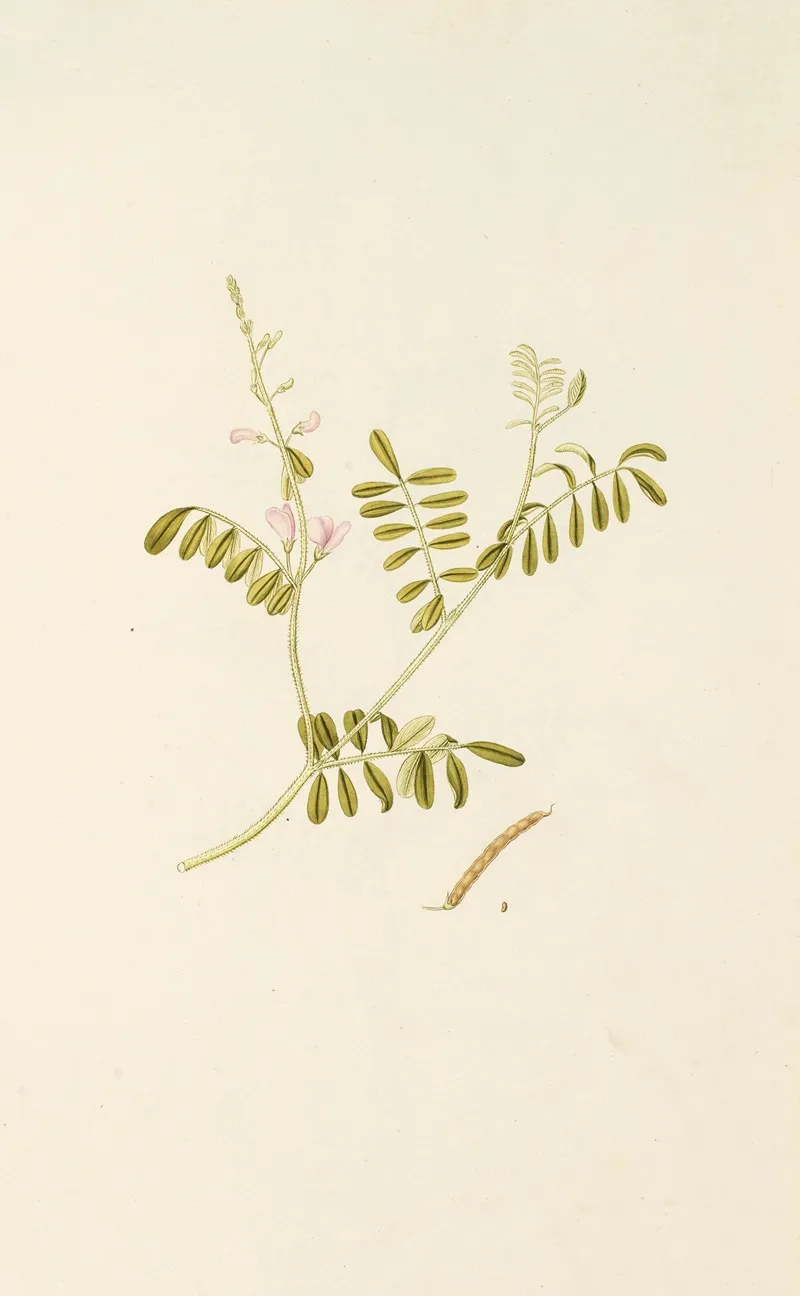 Selectarum Stirpium Americanarum Historia Pl 192 Wall Art by Nikolaus Joseph Freiherr von Jacquin - High-Resolution Digital Print