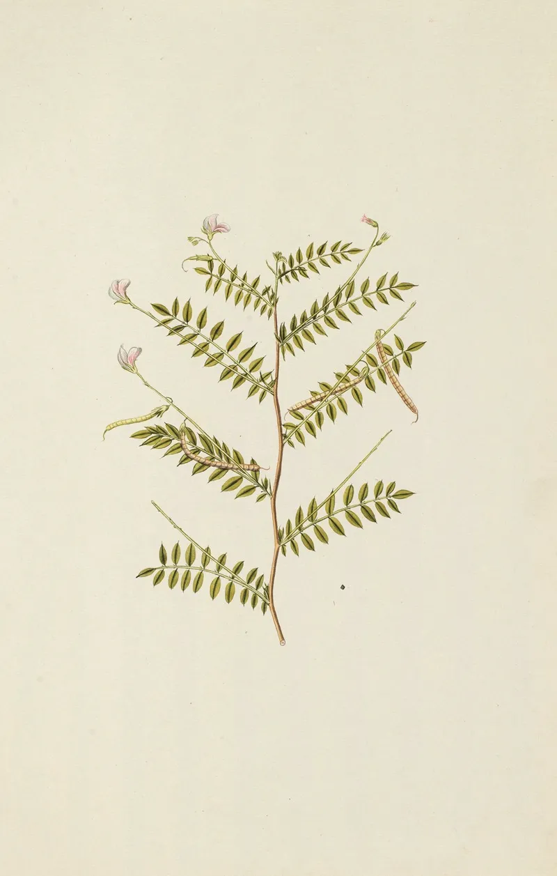 Selectarum Stirpium Americanarum Historia Pl 193 Wall Art by Nikolaus Joseph Freiherr von Jacquin - High-Resolution Digital Print