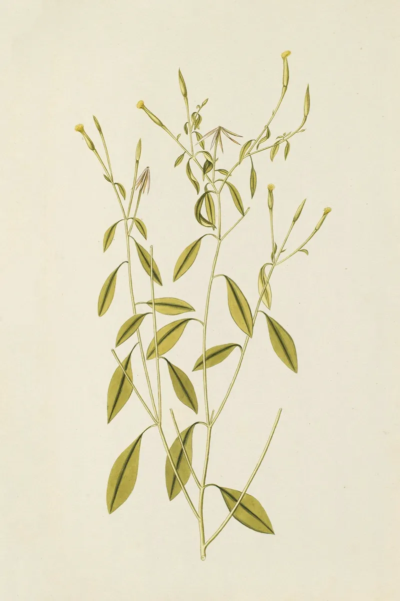 Selectarum Stirpium Americanarum Historia Pl 195 Wall Art by Nikolaus Joseph Freiherr von Jacquin - High-Resolution Digital Print