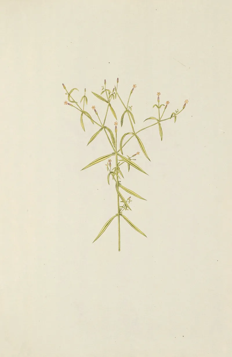 Selectarum Stirpium Americanarum Historia Pl 196 Wall Art by Nikolaus Joseph Freiherr von Jacquin - High-Resolution Digital Print
