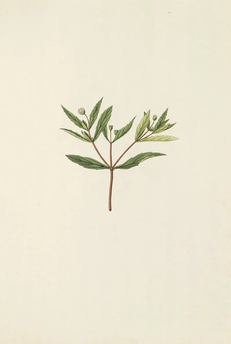 Selectarum Stirpium Americanarum Historia Pl 197 Wall Art by Nikolaus Joseph Freiherr von Jacquin - High-Resolution Digital Print