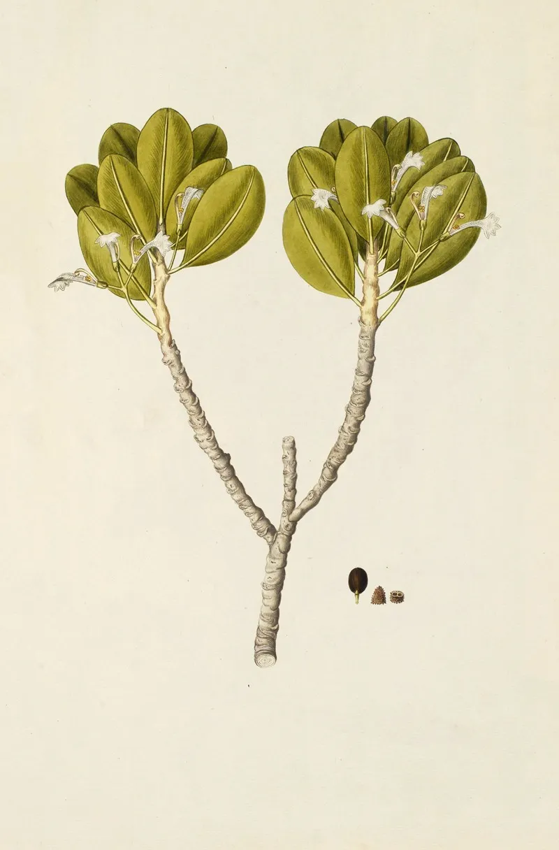 Selectarum Stirpium Americanarum Historia Pl 199 Wall Art by Nikolaus Joseph Freiherr von Jacquin - High-Resolution Digital Print