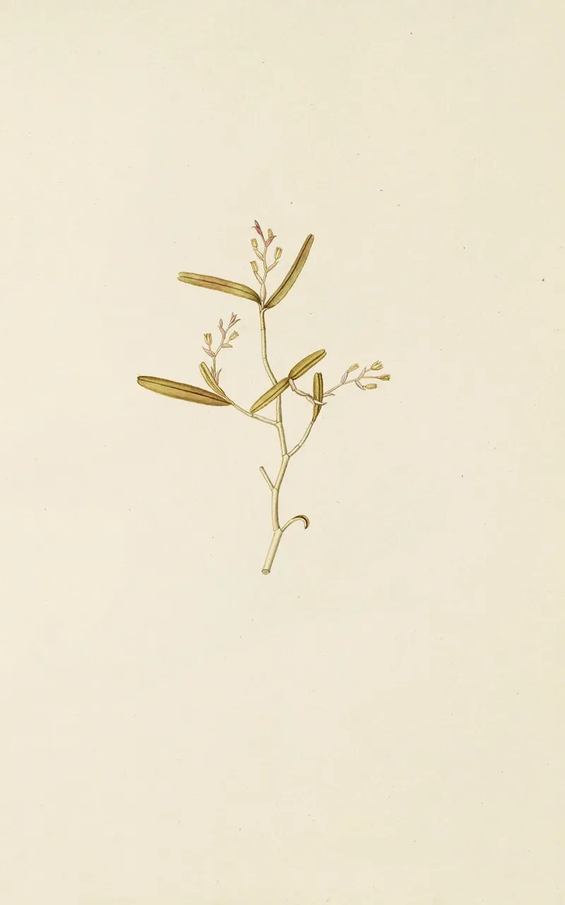Selectarum Stirpium Americanarum Historia Pl 202 Wall Art by Nikolaus Joseph Freiherr von Jacquin - High-Resolution Digital Print