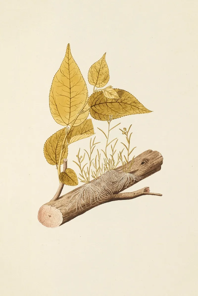 Selectarum Stirpium Americanarum Historia Pl 203 Wall Art by Nikolaus Joseph Freiherr von Jacquin - High-Resolution Digital Print