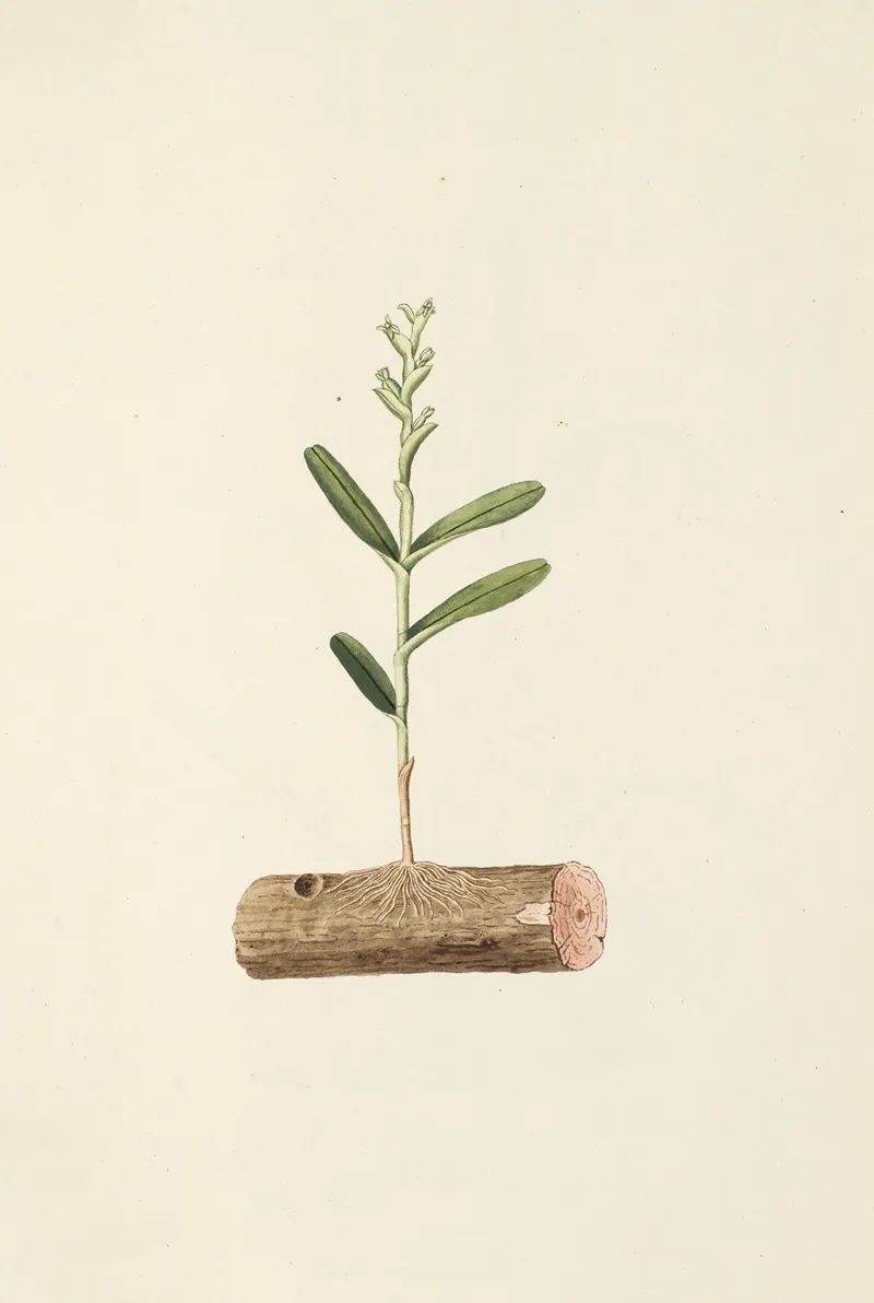 Selectarum Stirpium Americanarum Historia Pl 204 Wall Art by Nikolaus Joseph Freiherr von Jacquin - High-Resolution Digital Print
