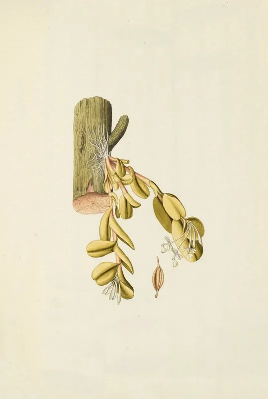 Selectarum Stirpium Americanarum Historia Pl 206 Wall Art by Nikolaus Joseph Freiherr von Jacquin - High-Resolution Digital Print