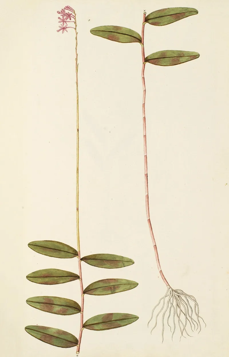 Selectarum Stirpium Americanarum Historia Pl 207 Wall Art by Nikolaus Joseph Freiherr von Jacquin - High-Resolution Digital Print