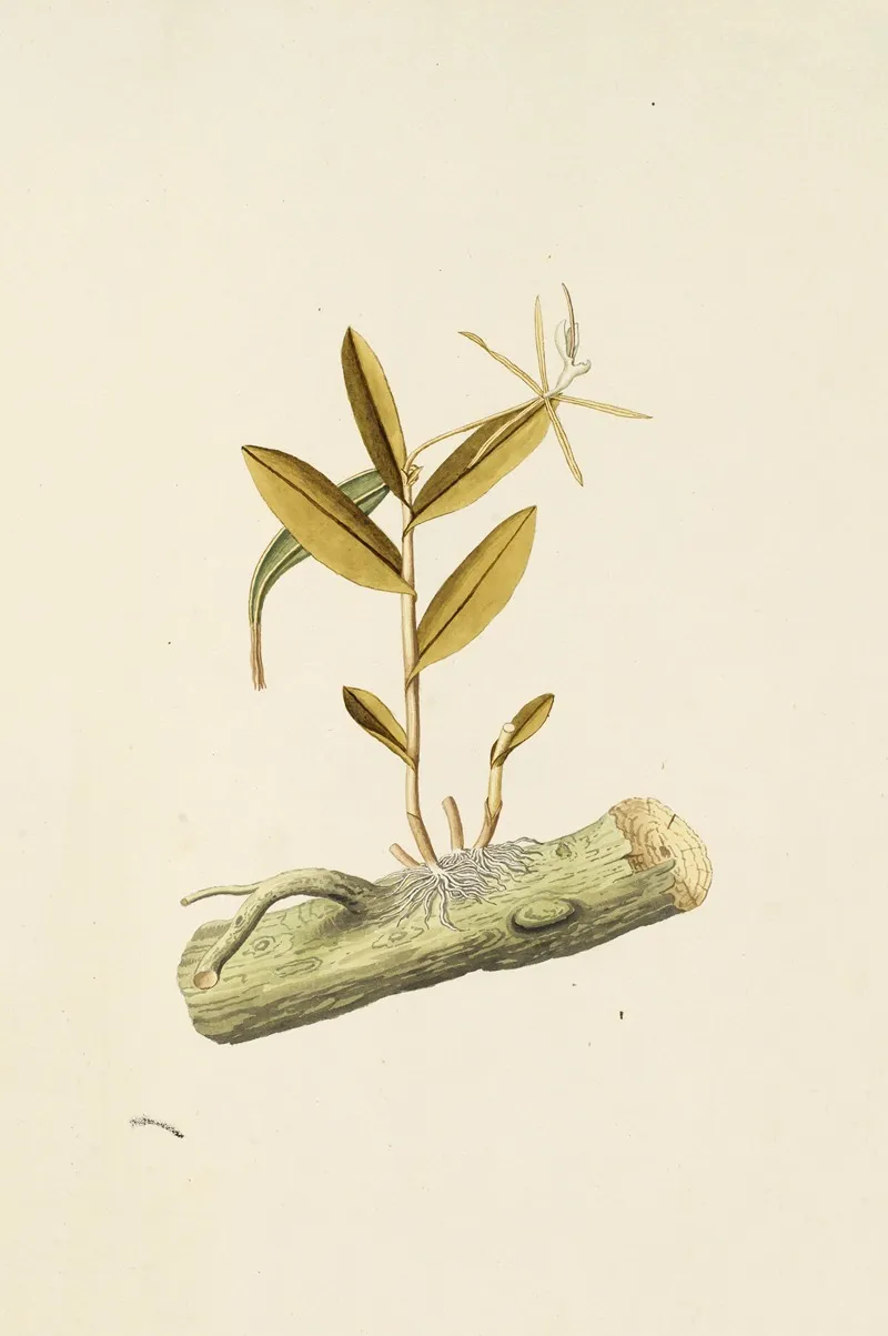 Selectarum Stirpium Americanarum Historia Pl 210 Wall Art by Nikolaus Joseph Freiherr von Jacquin - High-Resolution Digital Print