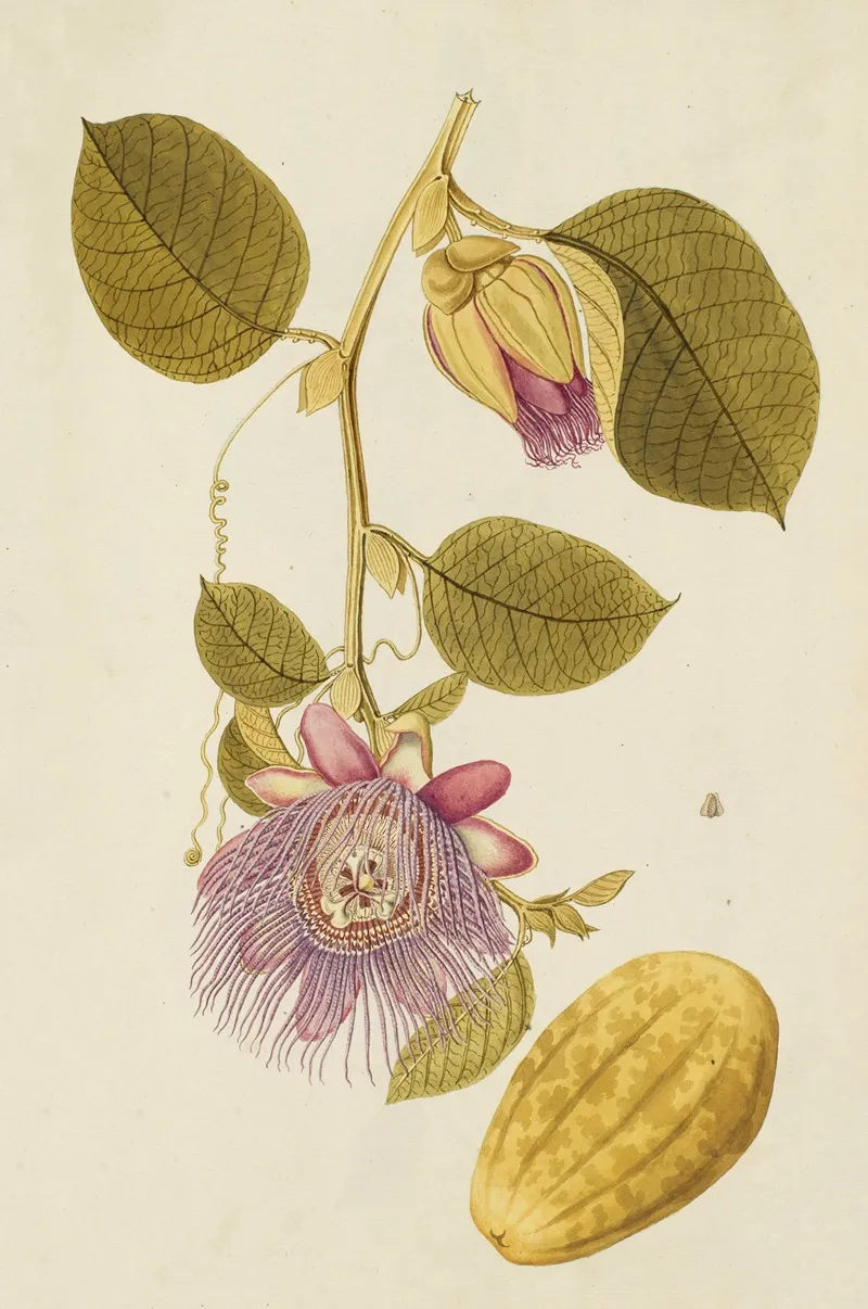 Selectarum Stirpium Americanarum Historia Pl 218 Wall Art by Nikolaus Joseph Freiherr von Jacquin - High-Resolution Digital Print