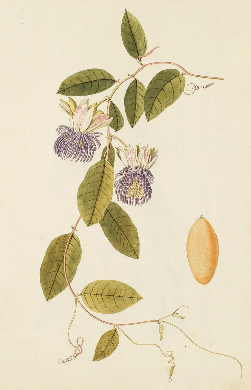 Selectarum Stirpium Americanarum Historia Pl 219 Wall Art by Nikolaus Joseph Freiherr von Jacquin - High-Resolution Digital Print