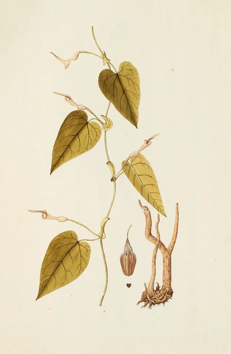Selectarum Stirpium Americanarum Historia Pl 220 Wall Art by Nikolaus Joseph Freiherr von Jacquin - High-Resolution Digital Print