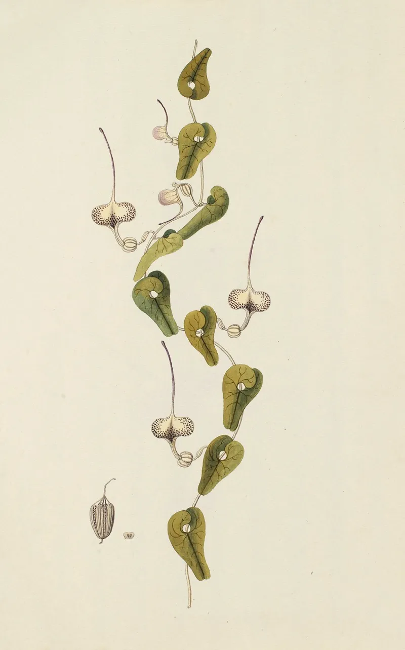 Selectarum Stirpium Americanarum Historia Pl 221 Wall Art by Nikolaus Joseph Freiherr von Jacquin - High-Resolution Digital Print
