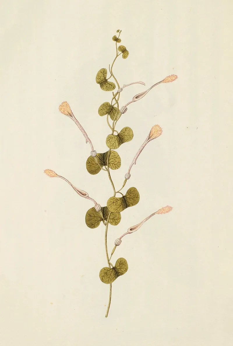Selectarum Stirpium Americanarum Historia Pl 222 Wall Art by Nikolaus Joseph Freiherr von Jacquin - High-Resolution Digital Print