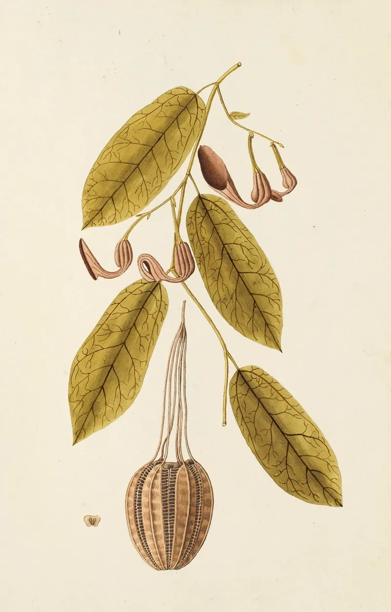 Selectarum Stirpium Americanarum Historia Pl 223 Wall Art by Nikolaus Joseph Freiherr von Jacquin - High-Resolution Digital Print
