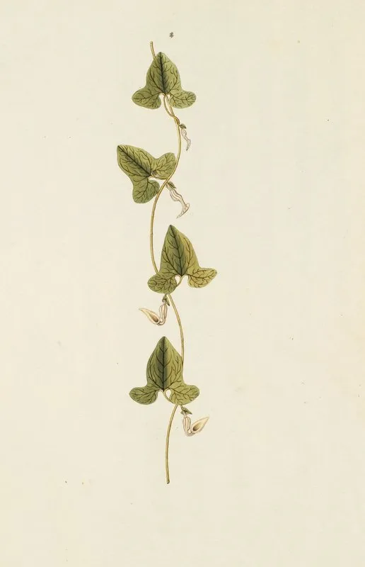 Selectarum Stirpium Americanarum Historia Pl 224 Wall Art by Nikolaus Joseph Freiherr von Jacquin - High-Resolution Digital Print