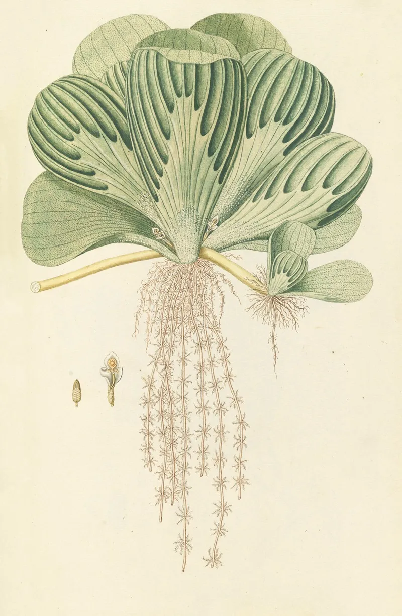 Selectarum Stirpium Americanarum Historia Pl 225 Wall Art by Nikolaus Joseph Freiherr von Jacquin - High-Resolution Digital Print