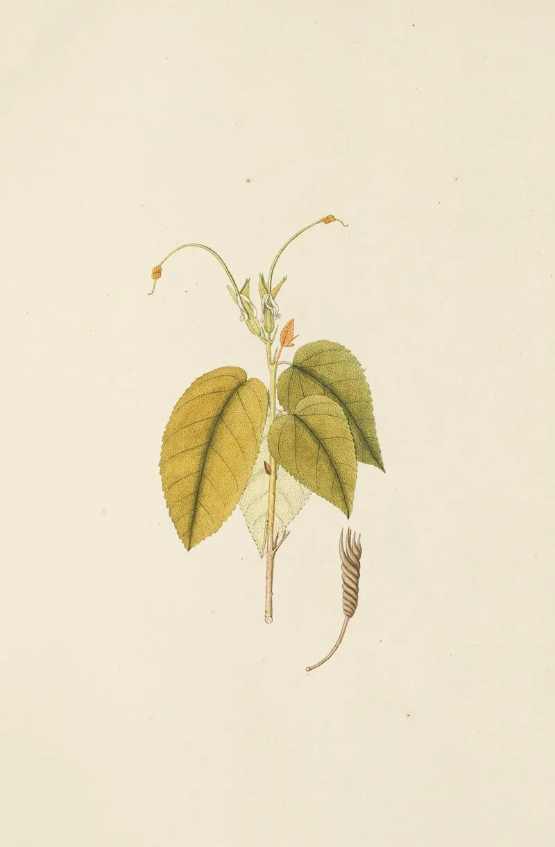Selectarum Stirpium Americanarum Historia Pl 227 Wall Art by Nikolaus Joseph Freiherr von Jacquin - High-Resolution Digital Print