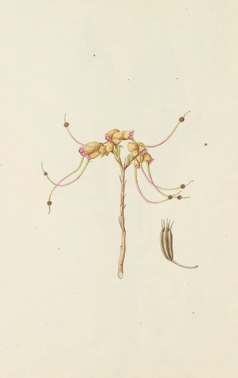 Selectarum Stirpium Americanarum Historia Pl 228 Wall Art by Nikolaus Joseph Freiherr von Jacquin - High-Resolution Digital Print