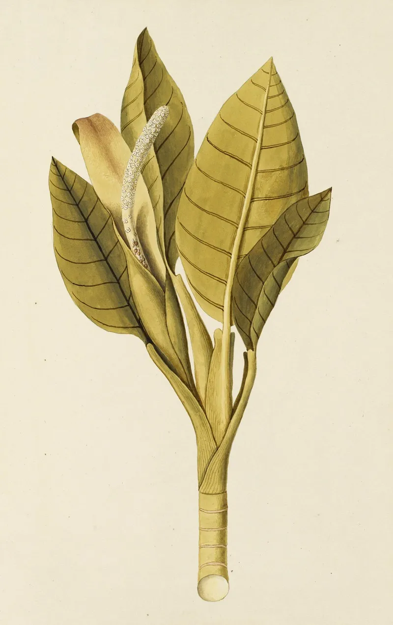 Selectarum Stirpium Americanarum Historia Pl 229 Wall Art by Nikolaus Joseph Freiherr von Jacquin - High-Resolution Digital Print