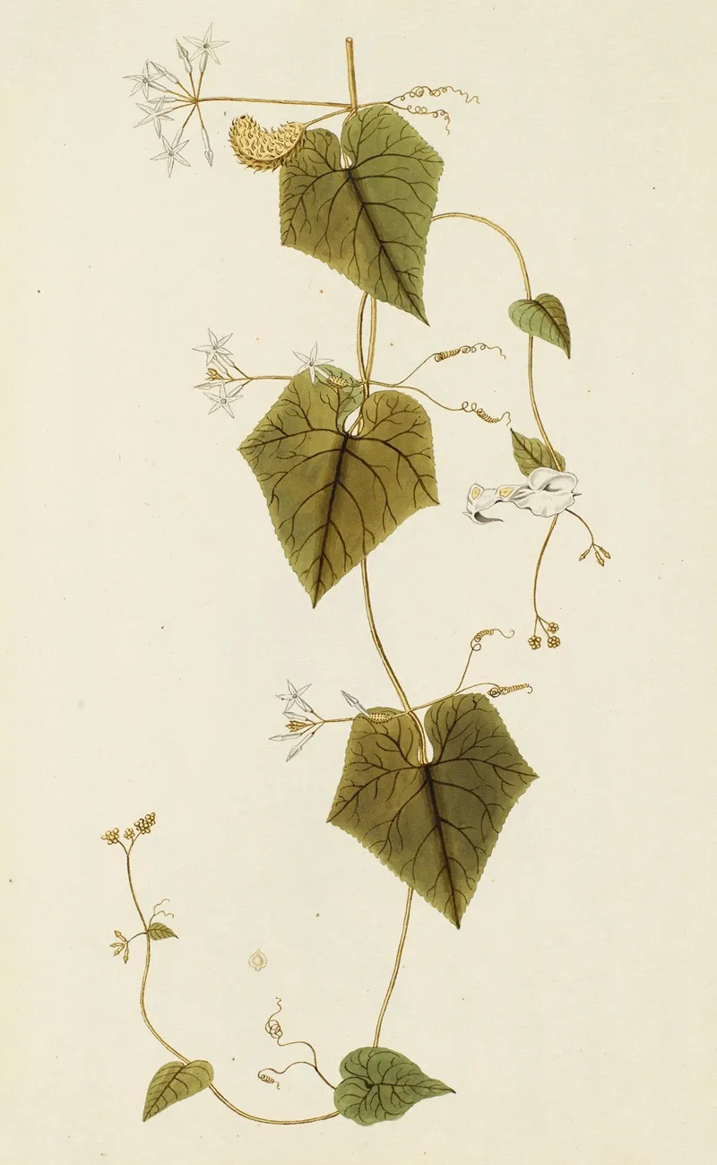 Selectarum Stirpium Americanarum Historia Pl 232 Wall Art by Nikolaus Joseph Freiherr von Jacquin - High-Resolution Digital Print