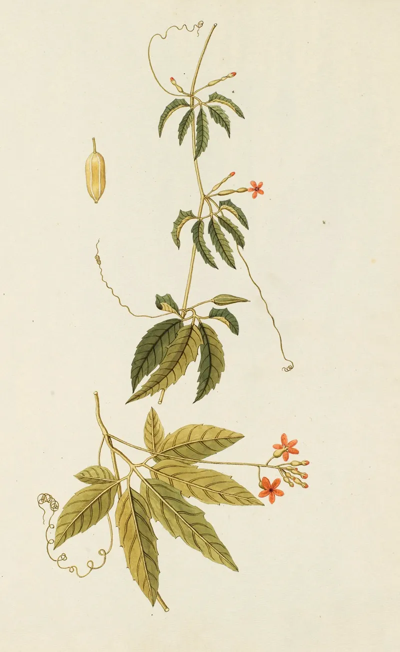 Selectarum Stirpium Americanarum Historia Pl 233 Wall Art by Nikolaus Joseph Freiherr von Jacquin - High-Resolution Digital Print