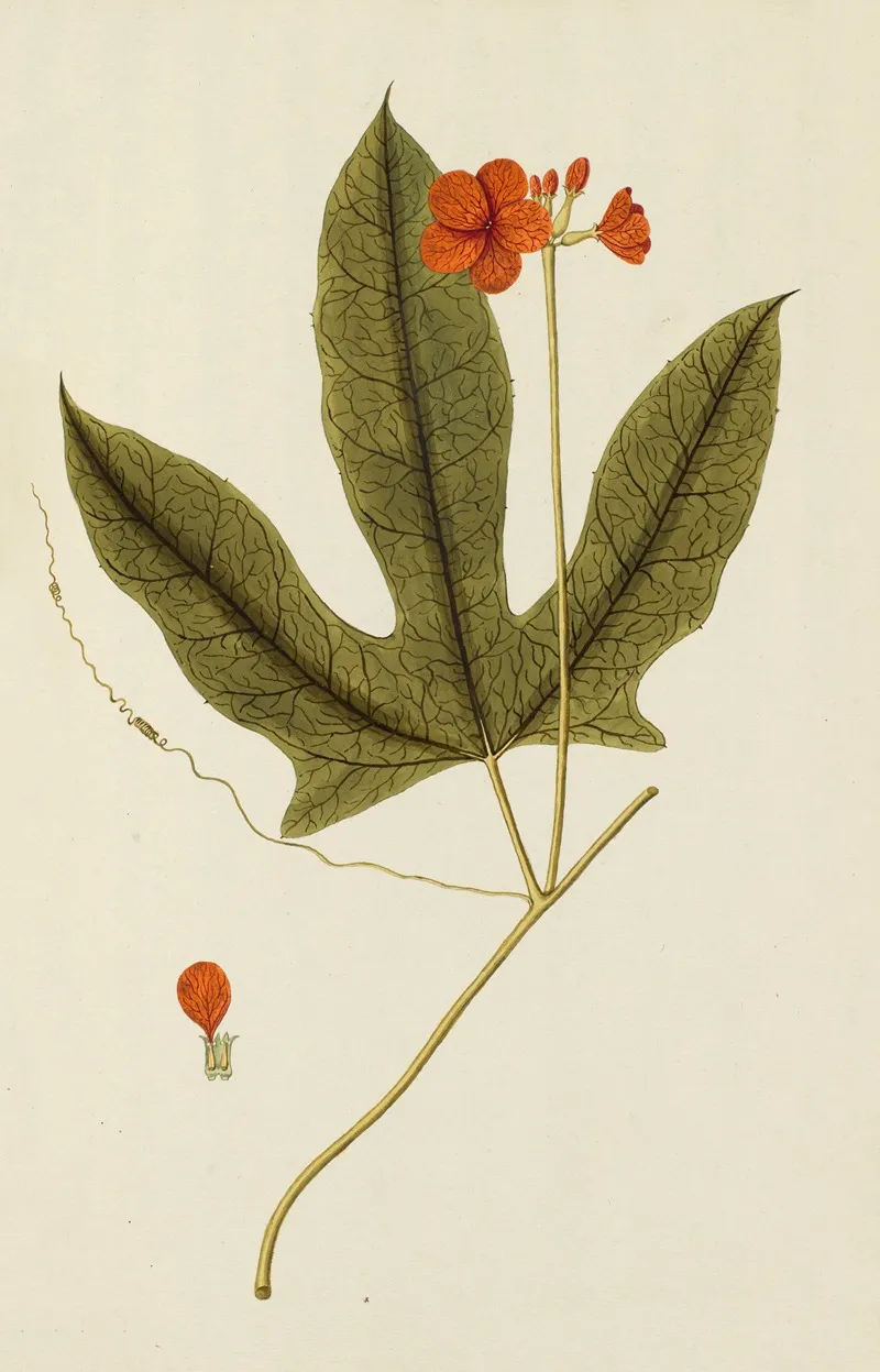 Selectarum Stirpium Americanarum Historia Pl 234 Wall Art by Nikolaus Joseph Freiherr von Jacquin - High-Resolution Digital Print