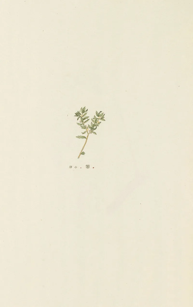 Selectarum Stirpium Americanarum Historia Pl 235 Wall Art by Nikolaus Joseph Freiherr von Jacquin - High-Resolution Digital Print