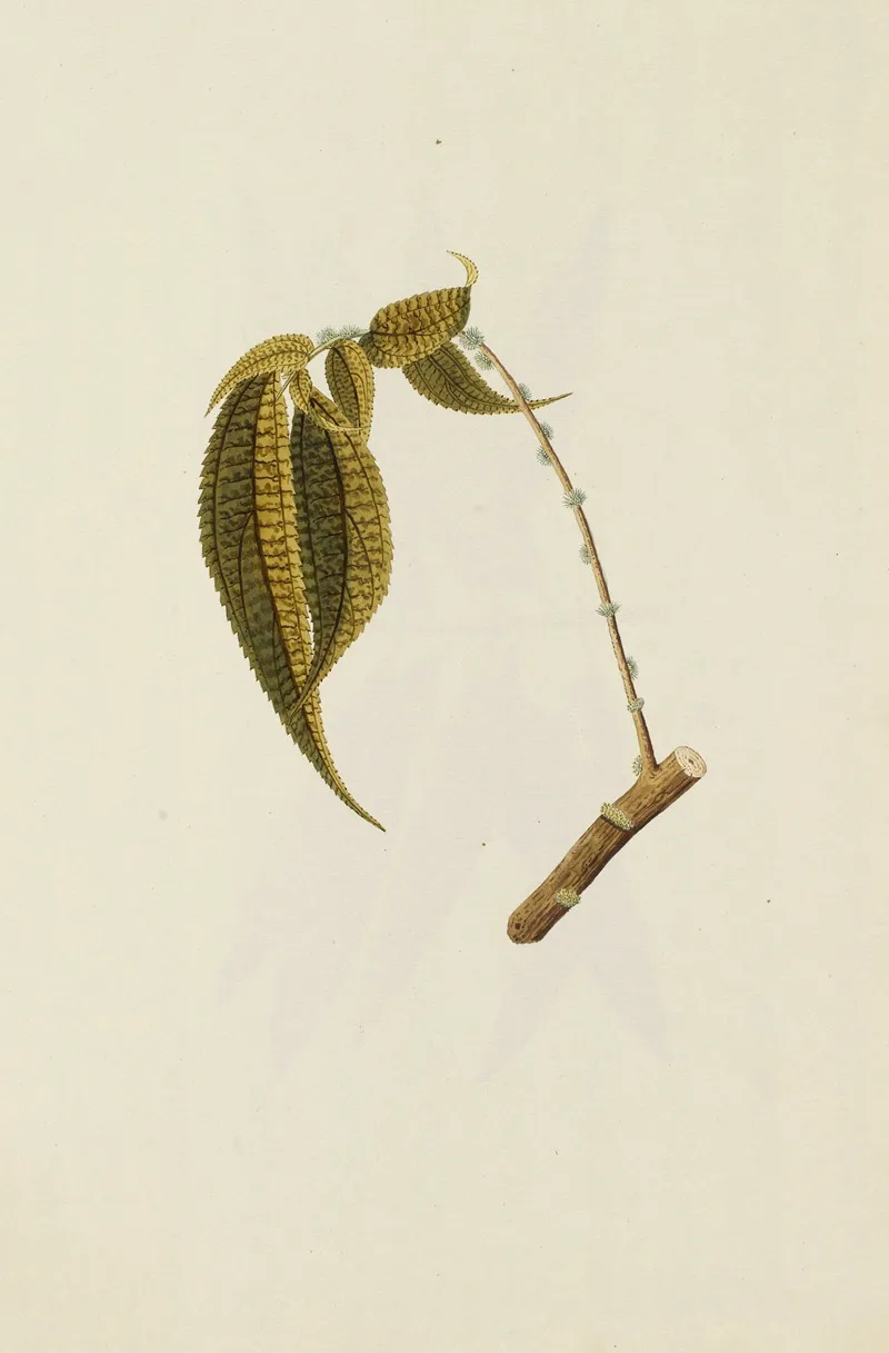 Selectarum Stirpium Americanarum Historia Pl 236 Wall Art by Nikolaus Joseph Freiherr von Jacquin - High-Resolution Digital Print