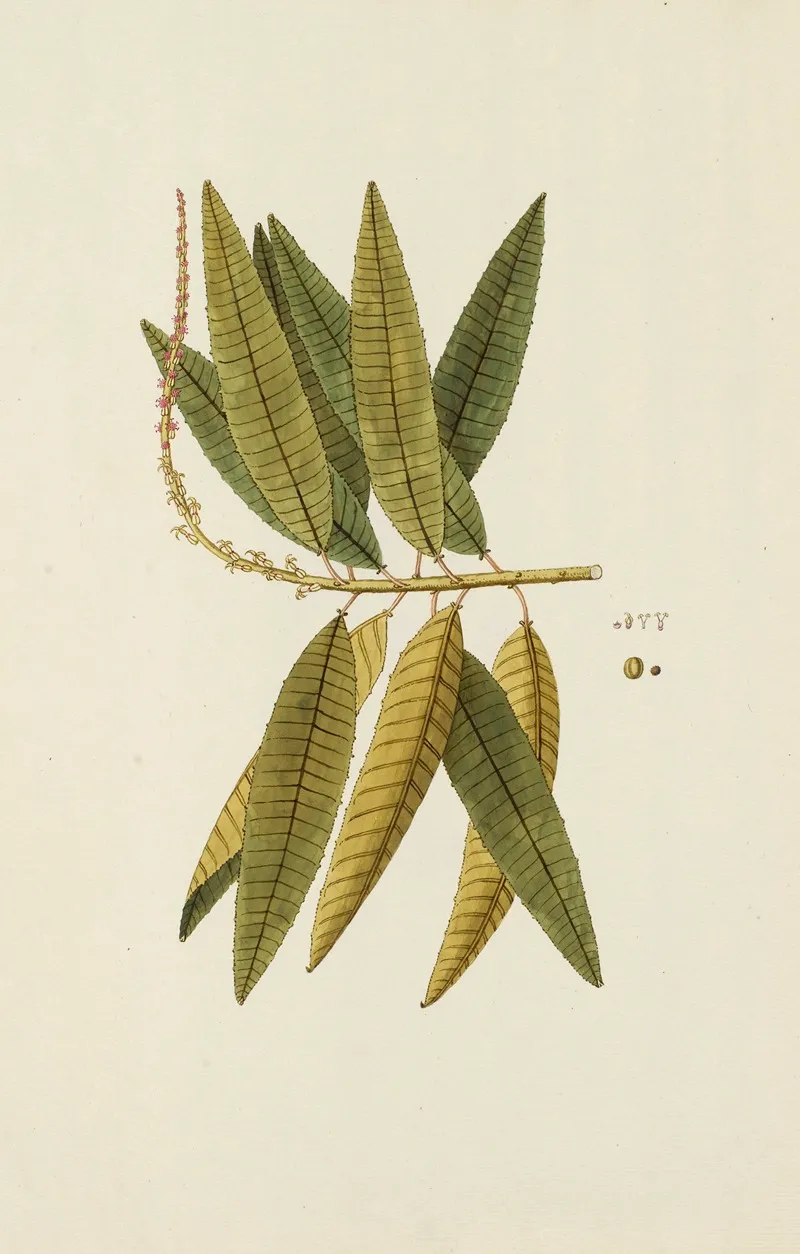 Selectarum Stirpium Americanarum Historia Pl 237 Wall Art by Nikolaus Joseph Freiherr von Jacquin - High-Resolution Digital Print