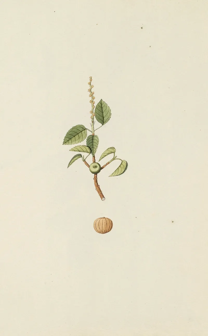 Selectarum Stirpium Americanarum Historia Pl 238 Wall Art by Nikolaus Joseph Freiherr von Jacquin - High-Resolution Digital Print