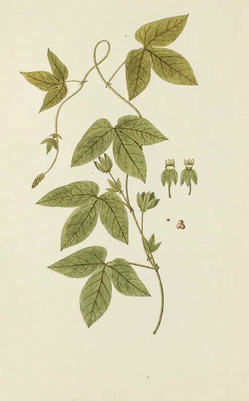 Selectarum Stirpium Americanarum Historia Pl 239 Wall Art by Nikolaus Joseph Freiherr von Jacquin - High-Resolution Digital Print