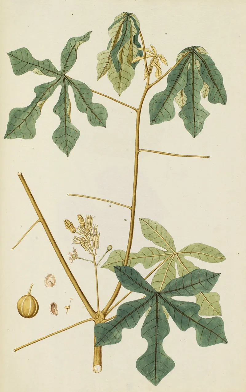 Selectarum Stirpium Americanarum Historia Pl 244 Wall Art by Nikolaus Joseph Freiherr von Jacquin - High-Resolution Digital Print