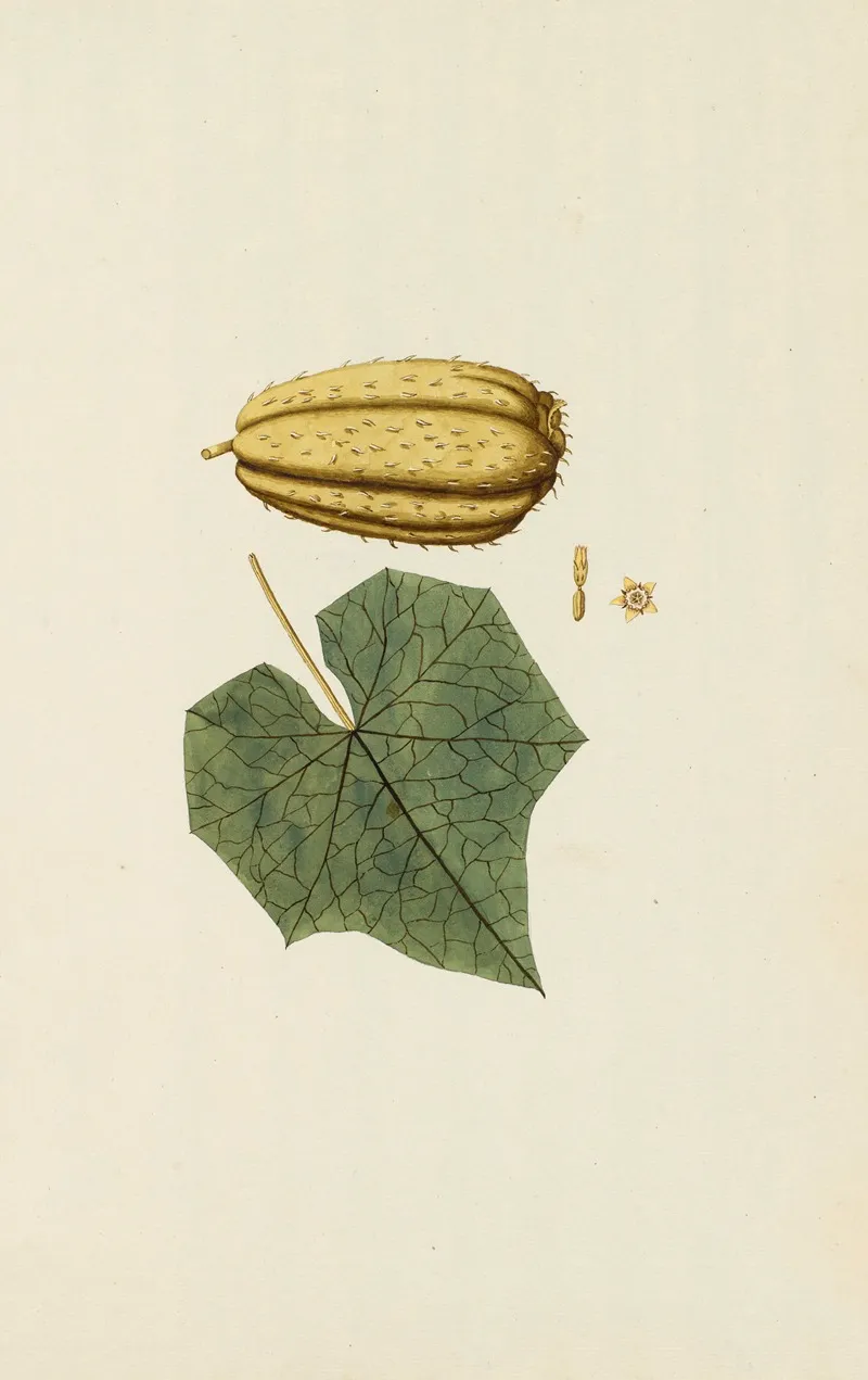 Selectarum Stirpium Americanarum Historia Pl 245 Wall Art by Nikolaus Joseph Freiherr von Jacquin - High-Resolution Digital Print