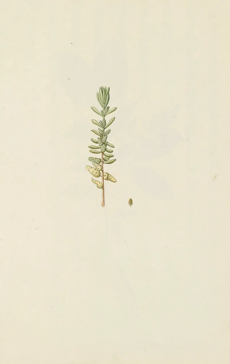 Selectarum Stirpium Americanarum Historia Pl 246 Wall Art by Nikolaus Joseph Freiherr von Jacquin - High-Resolution Digital Print