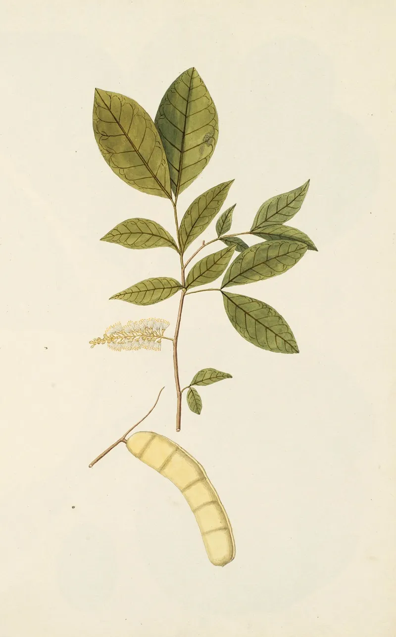 Selectarum Stirpium Americanarum Historia Pl 247 Wall Art by Nikolaus Joseph Freiherr von Jacquin - High-Resolution Digital Print
