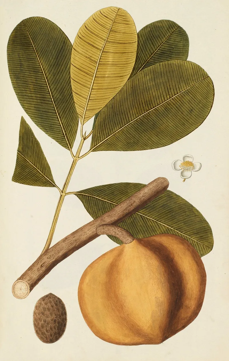 Selectarum Stirpium Americanarum Historia Pl 248 Wall Art by Nikolaus Joseph Freiherr von Jacquin - High-Resolution Digital Print