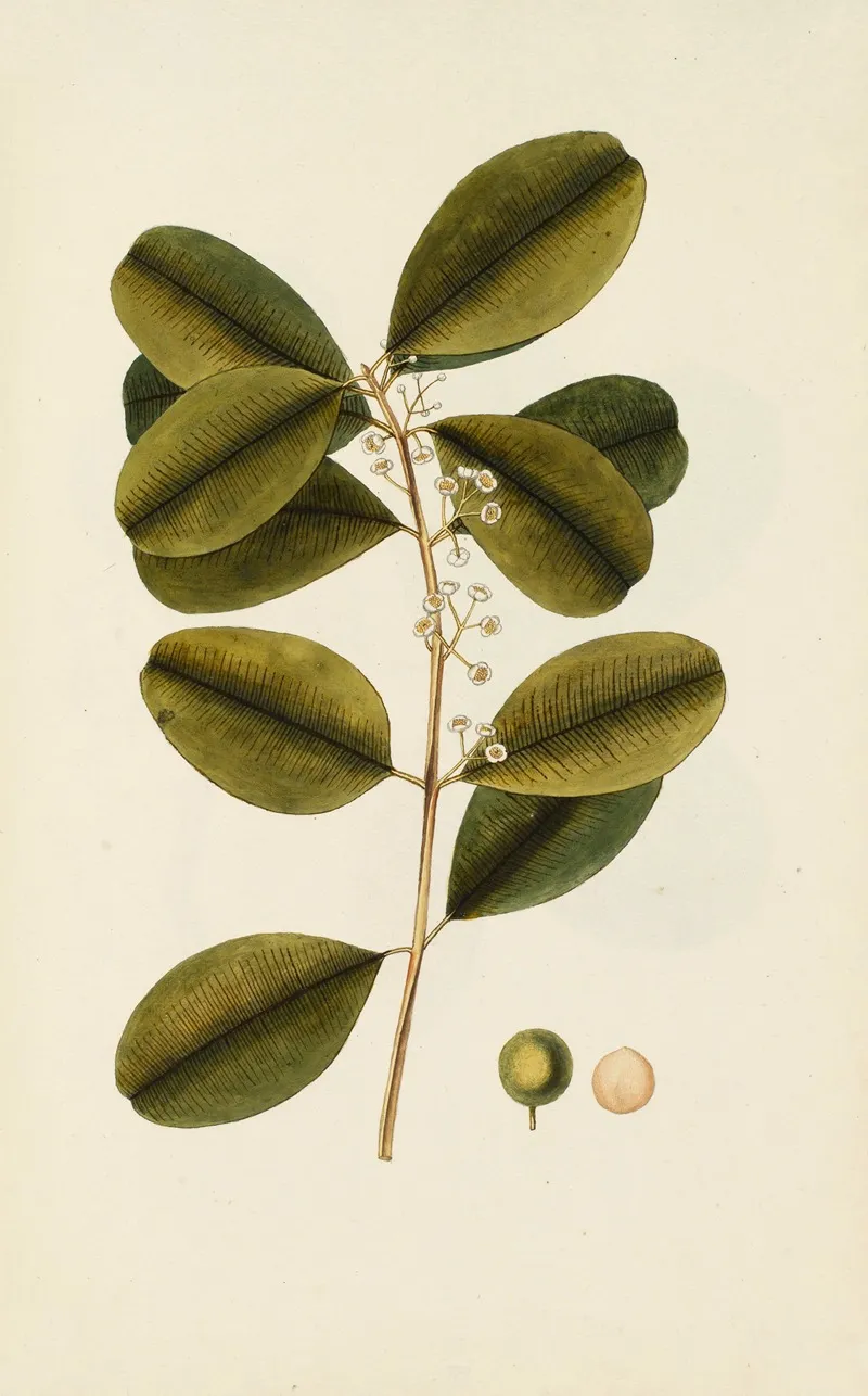 Selectarum Stirpium Americanarum Historia Pl 249 Wall Art by Nikolaus Joseph Freiherr von Jacquin - High-Resolution Digital Print
