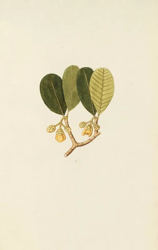 Selectarum Stirpium Americanarum Historia Pl 251 Wall Art by Nikolaus Joseph Freiherr von Jacquin - High-Resolution Digital Print