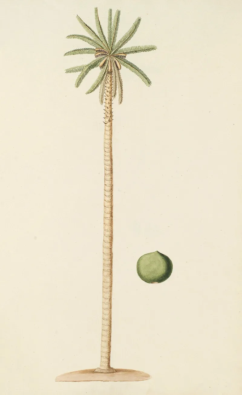 Selectarum Stirpium Americanarum Historia Pl 254 Wall Art by Nikolaus Joseph Freiherr von Jacquin - High-Resolution Digital Print