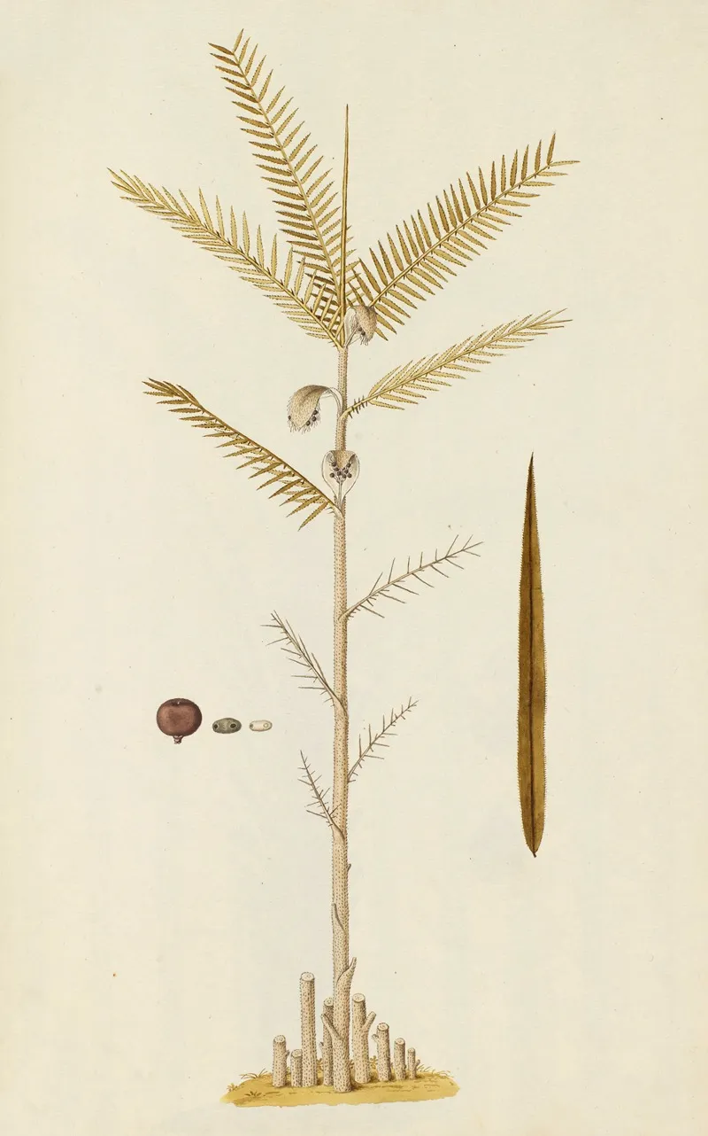 Selectarum Stirpium Americanarum Historia Pl 256 Wall Art by Nikolaus Joseph Freiherr von Jacquin - High-Resolution Digital Print