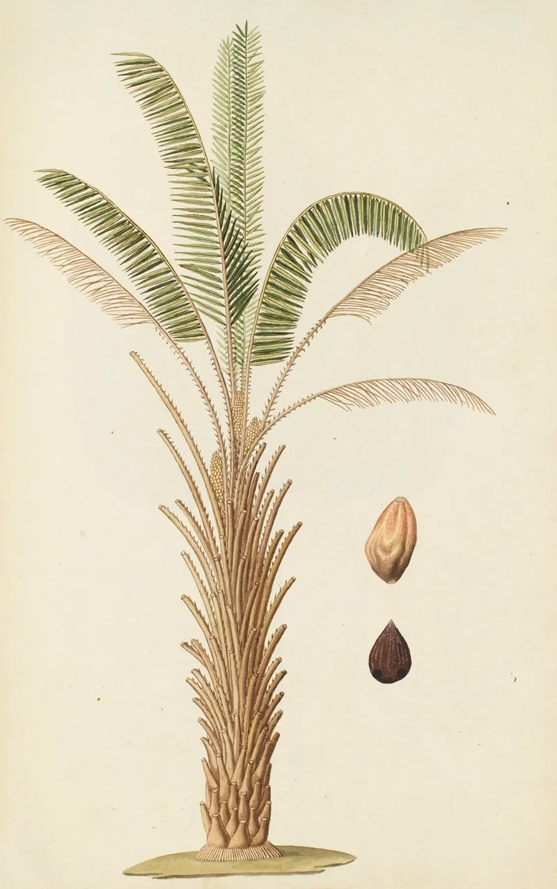 Selectarum Stirpium Americanarum Historia Pl 257 Wall Art by Nikolaus Joseph Freiherr von Jacquin - High-Resolution Digital Print