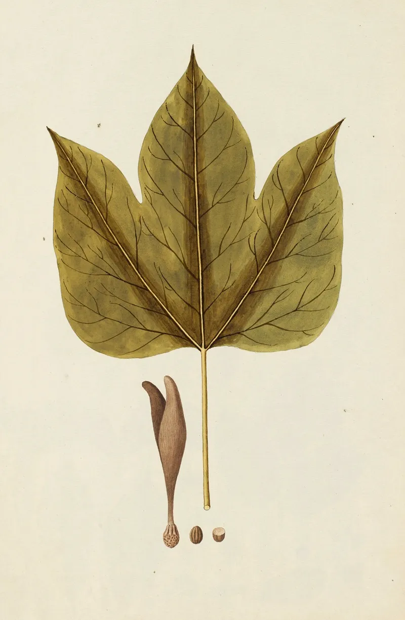 Selectarum Stirpium Americanarum Historia Pl 258 Wall Art by Nikolaus Joseph Freiherr von Jacquin - High-Resolution Digital Print