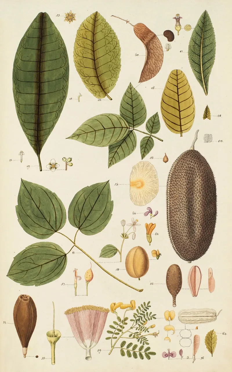 Selectarum Stirpium Americanarum Historia Pl 261 Wall Art by Nikolaus Joseph Freiherr von Jacquin - High-Resolution Digital Print