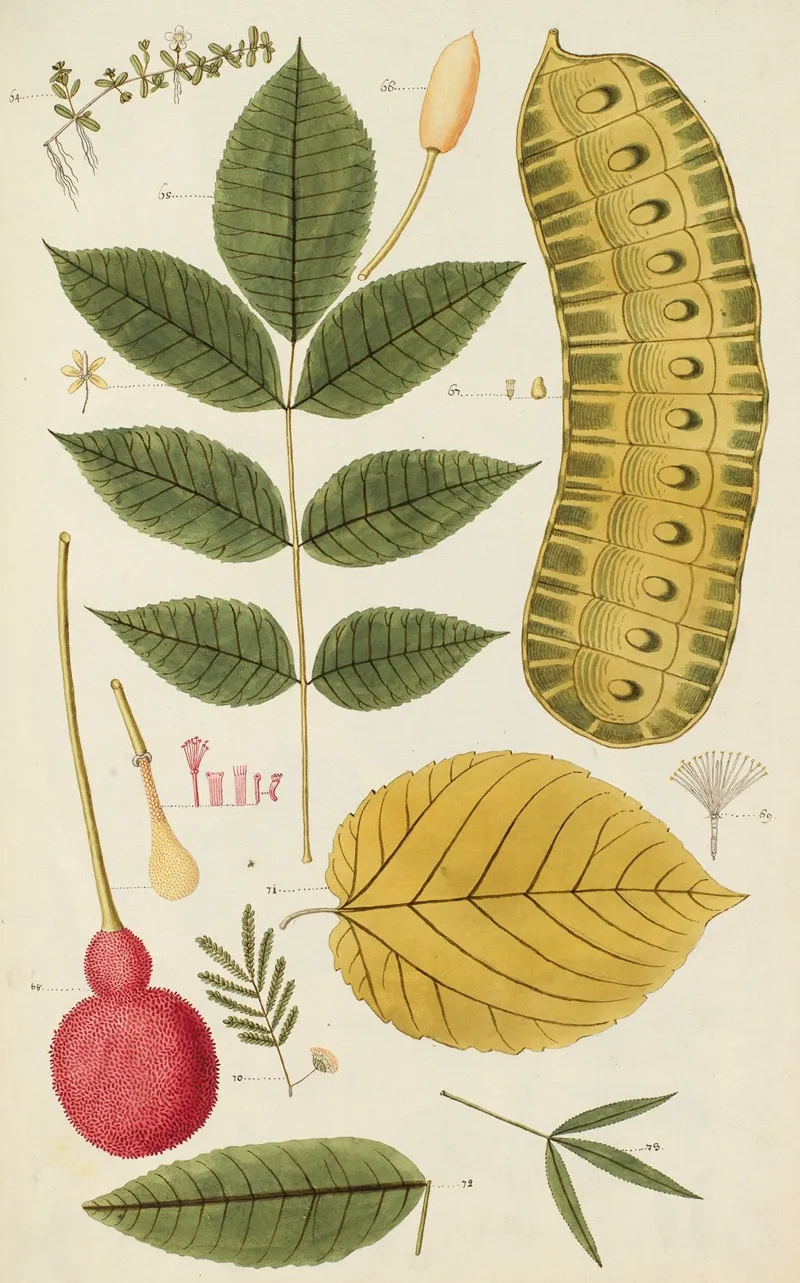 Selectarum Stirpium Americanarum Historia Pl 262 Wall Art by Nikolaus Joseph Freiherr von Jacquin - High-Resolution Digital Print