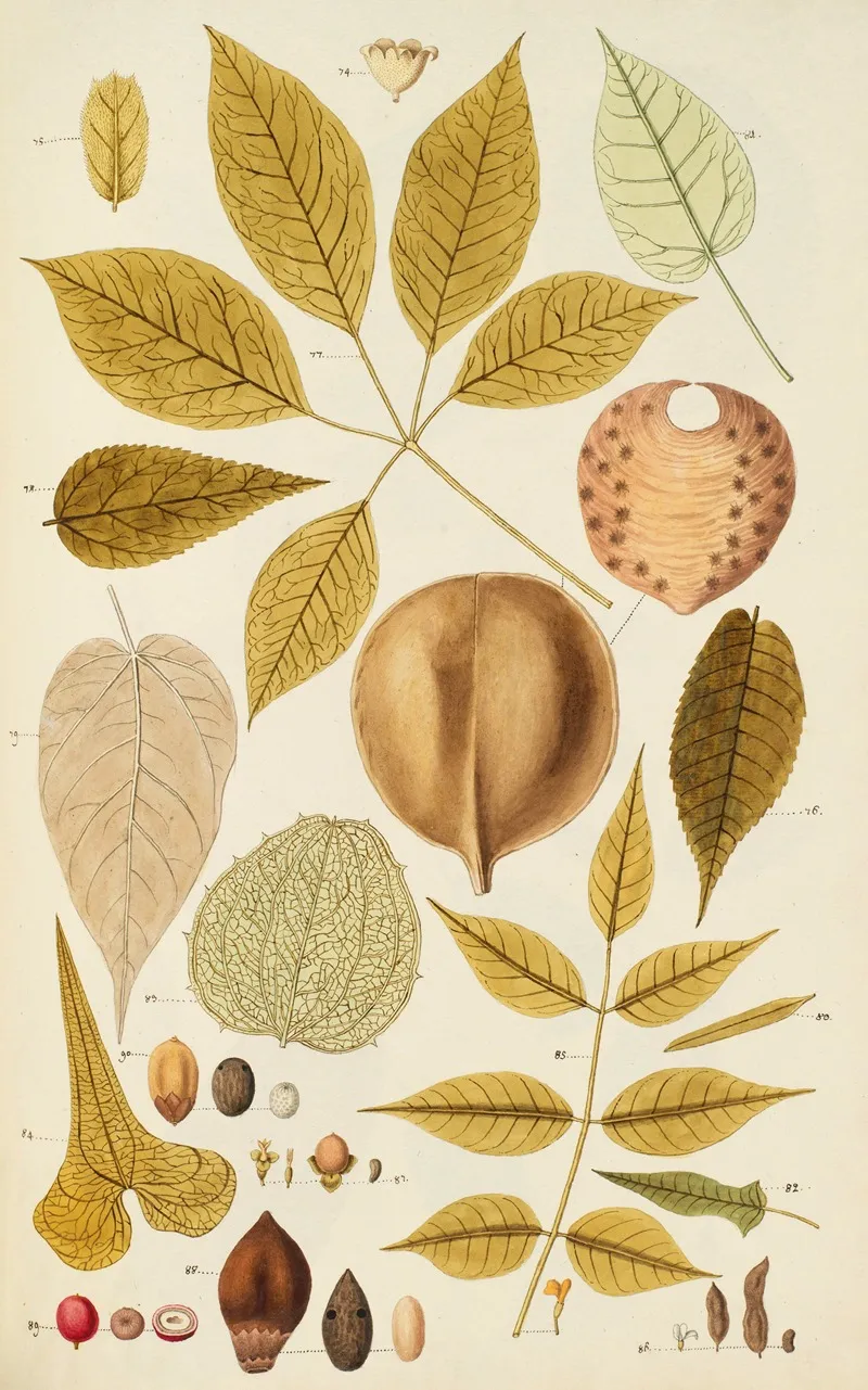 Selectarum Stirpium Americanarum Historia Pl 263 Wall Art by Nikolaus Joseph Freiherr von Jacquin - High-Resolution Digital Print