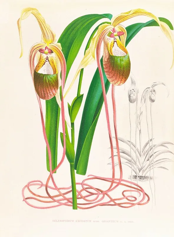 Selenipedium Caudatum Wall Art by Jean Jules Linden - High-Resolution Digital Print